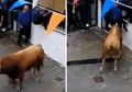 Pria 74 Tahun Diseruduk Banteng Seberat 520 Kg Hingga Paru-parunya Tertusuk dan Tewas Saat Menonton Festival