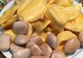Bukan Makanan Biasa, Makan Biji Nangka Bisa Bikin Tubuh Seperti Ini Termasuk Tangkal Penuaan Dini