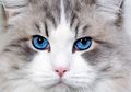 Kucing Jantan 3 Warna; Ini 5 Kepribadian Kucing, yang Mana Sesuai?