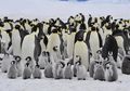 Ditemukan Koloni Baru Penguin Kaisar, Tapi Keberadaan Mereka Terancam