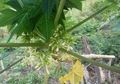 10 Manfaat Kesehatan Luar Biasa dari Bunga Pepaya yang Jarang Kita Ketahui, Sayang Jika Dilewatkan
