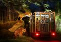 Nggak Pulkam? Kamu Bisa Ikut Safari Night dengan Berkeliling Taman Safari Bogor di Malam Hari!