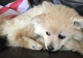 Anjing Kecil Ini Dikubur Hidup-hidup dalam Kantong Sampah, Dua Kakinya Patah, Ditemukan oleh Anjing Lain