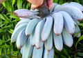 Blue Java Banana, Pisang Biru Cantik yang Tak Hanya Rasanya Mirip Es Krim, Tapi Juga Punya Banyak Manfaat Kesehatan