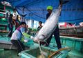 Kaleidoskop Intisari 2019: Tuna hingga Lobster Indonesia Kini Rajai Pasar Dunia, Semua Berkat Aksi Menteri Susi Tenggelamkan Ratusan Kapal