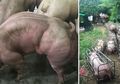 Kisah di Balik Peternakan Babi Besar Berotot di Kamboja, Pecinta Hewan Sebut Praktik Itu Sangat Kejam dan Mengerikan