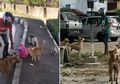 Meski Pas-pasan, Pria Ini Rela Habiskan Sebagian Pendapatannya untuk Memberi Makan Kucing dan Anjing Jalanan