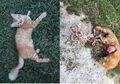 Kisah Pilu Seekor Kucing: Dengan Usus Terurai, Kucing Ini Mendekati Pemiliknya Sebelum Kematiannya