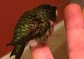 Setiap Tahun, Burung Ini Kembali Kepada Orang yang Menyelamatkannya