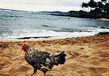 Cerita Di Balik Genetik Ayam Liar