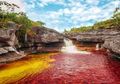 Ketika Sungai Memiliki Lima Warna, Fenomena Alam di Cano Cristales