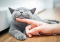 Me-O Fun Treat 2019, Kegiatan Menarik yang akan Manjakan Para Pecinta Kucing