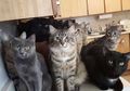 Kenali Gejala Stres pada Anjing dan Kucing, Ini Tanda-tandanya!
