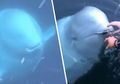 Viral Video Paus Beluga Kembalikan Ponsel yang Tercebur ke Dalam Laut