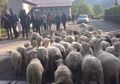 Duh, 15 Domba Didaftarin Jadi Murid SD untuk Selamatkan Sekolah yang Terancam Tutup