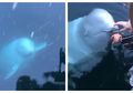 Viral! Paus Beluga Ini dengan Baik Hati Membantu Mengembalikan Ponsel Seorang Perempuan yang Jatuh ke Laut