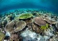 Yuk, Eksplorasi Keindahan Wakatobi! Simak Panduan Mempersiapkan Wisata di Wakatobi Ini