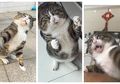 Kucing Ini Viral Gara-gara Punya Reaksi yang Ekspresif nan Dramatis
