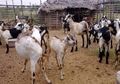 Kerap Memangsa Celana Dalam Gerombolan Kambing Ini Ditangkap oleh Satpol PP