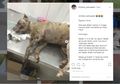 Bukti Terkumpul, Driver Ojol Pembakar Anjing di Menteng Dilaporkan ke Polisi