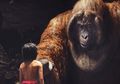 Layaknya Film "King Kong", Ini 6 Megafauna yang Pernah Menghuni Bumi Indonesia