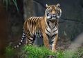 Habitatnya Terancam, Harimau Benggala Rentan Alami Kepunahan