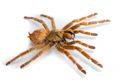 Kesal Mertua Datang Setiap Hari, Pria Ini Beli Laba-laba Tarantula untuk Menakutinya