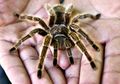 Jengkel Mertua Kerap Datang ke Rumah Tanpa Memberi Tahu, Pria Ini Pakai Tarantula untuk Mengusirnya
