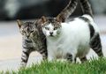 Ajaib! Kucing Liar Ternyata Bisa Bantu Cari Kucing Peliharaan yang Hilang