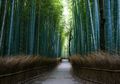 Enggak Hanya Punya Banyak Hutan Angker, Jepang Juga Ada Hutan Paling Indah di Dunia!
