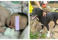 Berkat Seekor Anjing, Bayi yang Dikubur Hidup-Hidup oleh Ibunya Ini Berhasil Diselamatkan