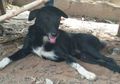 Berbanding Terbalik dengan Ibunya yang Menguburnya Hidup-hidup, Anjing Cacat Ini Justru Menjadi Penyelamat Si Bayi