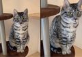 Terkecoh! Dikira Asli, Kucing Ini Ternyata Hasil Kerajinan Benang Wol