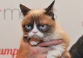 Kucing Paling Terkenal di Dunia Mati, Ini Alasan Mengapa Bangkai Kucing yang Mati dalam Kondisi 'Wajar' Jarang Terlihat
