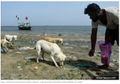 Mulianya Hati Nelayan Muslim yang Rutin Memberi Makan Anjing-anjing Terlantar di 'Pulau Anjing'