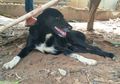Anjing Ini Jadi Pahlawan Setelah Selamatkan Bayi yang Dikubur Hidup-hidup Ibu Kandungnya