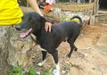 Menggonggong Sambil Terus Menggali Tanah, Tak Disangka Anjing Lumpuh Ini Selamatkan Bayi yang Dikubur Hidup-Hidup