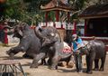 Bayi Gajah Mati dengan Kaki Patah Setelah Dipaksa Lakukan Atraksi