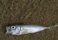 Bukan HOAX! Ada Fenomena Hujan Ikan di Beberapa Negara, Begini Fakta di Baliknya