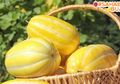 Hanya Ada Saat Bulan Puasa, Enggak Nyangka Ini Manfaat Timun Suri yang #SahabatBuah Harus Tahu!