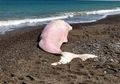 Paus Sperma yang Masih Muda Mati dan Terdampar di Pantai, Isi Perutnya Ternyata...