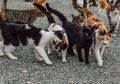 Seorang Wanita Meninggal Setelah Digigit Kucing, Ini Alasan Gigitan Kucing Bisa Berbahaya