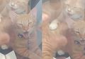 Seorang Wanita Tega Mengurung 2 Kucing di Mobilnya Hingga Kepanasan dan Kekurangan Oksigen, Alasannya Tak Masuk Akal