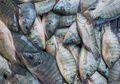 Jadi Makanan Favorit Orang Indonesia, Ikan Mujair Ternyata Berbahaya untuk Kesehatan, Ini 5 Faktanya!