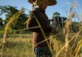 Pangan Bijak Nusantara, Kembali pada Kearifan Lokal Guna Tingkatkan Ketahanan Pangan