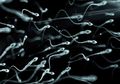 Pria Punya Jam Biologis Reproduksi, Ini Waktu Terbaik Pria untuk Punya Anak