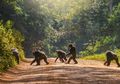 Menghindari Kontak dengan Manusia, Cara Simpanse Afrika Bertahan Hidup