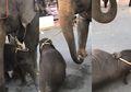Kisah Pilu Seekor Anak Gajah, Terkapar dan Pingsan Dengan Tubuh Terikat ke Induknya yang Membawa Turis