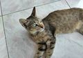 Viral Seekor Kucing Peliharaan Diperkosa Orang Tak Dikenal, Saking Tak Masuk Akalnya si Pemilik Dituduh Panjat Sosial