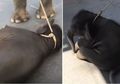 Kasihan Banget, Bayi Gajah Ini Akhirnya Pingsan karena Kelelahan Setelah Dipaksa Melayani Turis